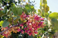 Antep Fıstığında Rekolte Tahmini Açıklandı