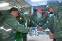 BOLAMAN - Ordulu Balıkçılar 'Vira Bismillah' Dedi