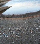 ÇEVRE İL MÜDÜRLÜĞÜ - Balık Ölümleriyle İlgili Araştırma Başlatıldı
