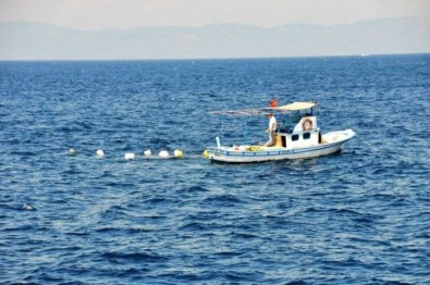 Kırmızı Mercanlar Özgürlüğüne Kavuşturuluyor