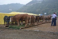 FIRAR BAYRAK - Ortahisar Kurban Bayramı'na Hazır