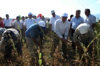 AMIR ÇIÇEK - Vali Çiçek Susam Topladı