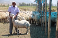 KURBANLIK HAYVAN - Kurban Bayramında Koç Kesin