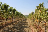 Türkiye'nin Üzüm Çeşitliliği Tekirdağ'da Korunuyor