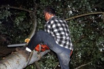 Kastamonu'da Şiddetli Fırtına, Ağaçları Devirdi