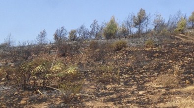 Hatay'da Orman Yangını Söndürüldü