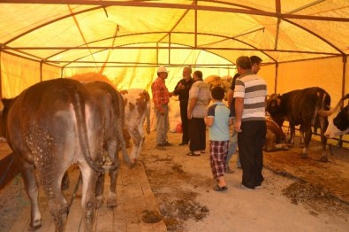 Kayseri'de Kurbanlık Hayvanlar Satışa Çıktı
