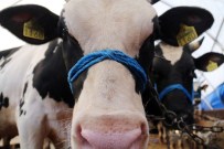 SULTANGAZİ BELEDİYESİ - Satıcılar Kurbanlıkları İçin Gece Gündüz Nöbette