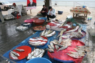 Gölyazı'daki Balık Müzayedesi İlgi Görüyor