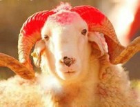 KURBANLIK HAYVAN - Kurbanlık Uyarısı