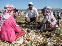 (Özel) Mevsimlik İşçiler Dönüş Yolunda