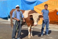 1 Tonluk Kurbanlık Tosun 15 Bin TL'ye Alıcısını Bekliyor
