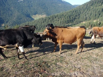 Ayı, Kurbanlık Danayı Parçaladı