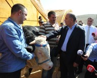 GÜRSEL TEKİN - CHP Genel Sekreteri Tekin, Kurbanlık Hayvan Satış Ve Kesim Yeri'ni Ziyaret Etti