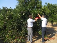 Dalaman'da Akdeniz Meyve Sineği Mücadelesi Başladı