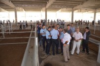 BULAŞICI HASTALIK - Kırıkkale'de Hayvan Pazarı Ve Kesimhane Hazırlıkları Tamam