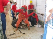 İBADET - Kurban Öncesinde Kasaplara Uygulamalı Kurs