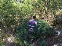 Seydikemer'de 5 Bin Kök Kenevir Ele Geçirildi