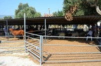 TAHSIN KURTBEYOĞLU - Söke'de Kurban Hazırlıkları