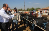 KURBANLIK HAYVAN - Çorum'da Kurbanlık Sıkıntısı Yok