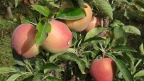 İL TARIM MÜDÜRLÜĞÜ - Doğanşehir Elma Üreticileri Birliği Elma Fiyatlarını Belirledi