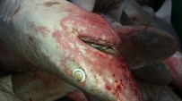 KÖPEK BALIĞI - Gazipaşalı Balıkçılar 1 Ton Köpek Balığı Yakaladı