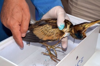 Heron Balkona Düştü