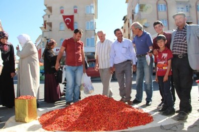 Oltu Pazarında Kuşburnu İzdihamı