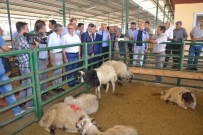 İSMAIL ÇORUMLUOĞLU - Vali Bektaş'tan Hayvan Pazarına Ziyaret