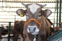Büyükbaş Hayvan Sayısı Açıklandı