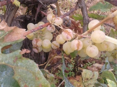 İznik'te Üzüm Ve Zeytini Dolu Vurdu