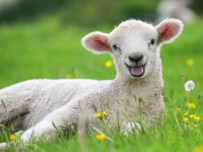 Muğla'da 435 Bin 328 Küçükbaş Hayvan Var