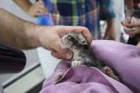 SOKAK KÖPEĞİ - Sokak Köpeği, Yavru Kedinin Hayatını Kurtardı