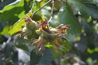 FINDIK HASADI - TZOB Açıklaması 'Fındığın Gerçek Fiyatı 15 Liradır'