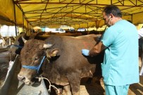 SAĞLIK TARAMASI - Kartal'da Kurbanlık Hayvanlar Sağlık Kontrolünden Geçirildi