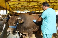 SAĞLIK TARAMASI - Kartal'da Kurbanlık Hayvanlar Sağlık Kontrolünden Geçirildi