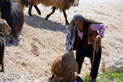 Kurbanlık Hayvan Satıcılarından Müşterilere Uyarı