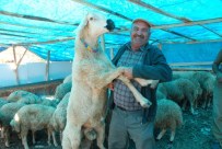 Tokat'ta 2 Bin 500 TL'lik Koç