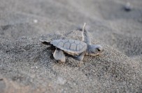 DAVULTEPE - 20 Bin Yavru Deniz Kaplumbağası Akdenize Kulaç Attı