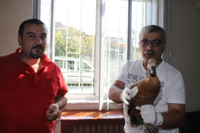 Kanadı Kesilen Angıt Kuşu Tedaviye Alındı