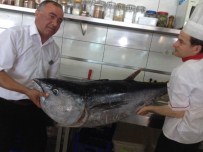 ORKİNOS - Karadeniz'de 50 Kg Ağırlığında Orkinos Yakalandı