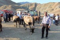 KURBAN FİYATLARI - Kurbanlıklar Alana Pahalı Satana Ucuz