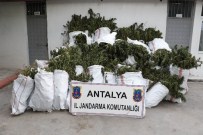 UYUŞTURUCU OPERASYONU - Aksu Jandarmasından Uyuşturucu Operasyonu