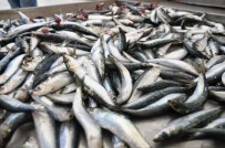 BALIK FİYATLARI - Av Yasağı Bitti, Tezgahlar Balıklarla Şenlendi