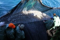 BALIK AVI - Balıkçıların İkinci Günü Bereketli Geçti
