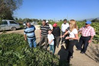 BOLU MERKEZ - Bolulu Çiftçiler Bebek Meyve Ormanını Ziyaret Etti