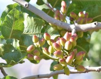 Modern Fıstık Tesisi İçin Geri Sayım Başladı
