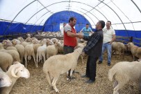 SULTANGAZİ BELEDİYESİ - Sultangazi Kurban Satış Ve Kesim Merkezi Bayramda Hizmette