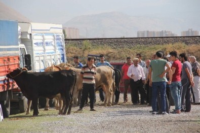 Oymaağaç Kurban Pazarı Kurban Almak İsteyenlerin Akınına Uğradı