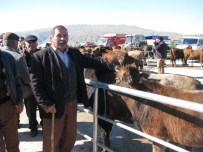 KURBANLIK HAYVAN - Sorgun Ziraat Odasından 'Sahte Kulak Küpesi' Uyarısı